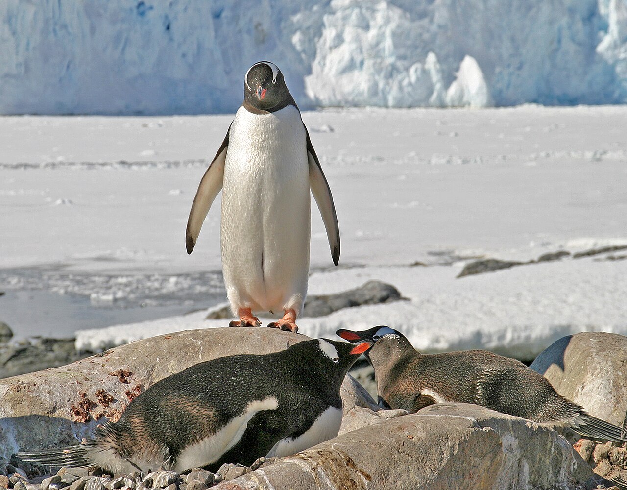 Gentoo penguin standing on rocky ground in Antarctica